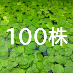 【大容量】100株ドワーフフロッグピット☆水槽のレイアウトや水質浄化に最適!★ゆうパケットポスト発送★