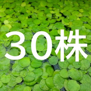☆無農薬!ドワーフフロッグピット 30株☆水槽のレイアウトや水質浄化に最適!★ゆうパケットポストmini発送★ ★★