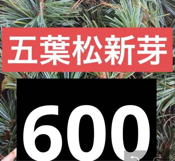 五葉松 600g 新芽のみ 松の葉 松葉 岡山県産朝取れ