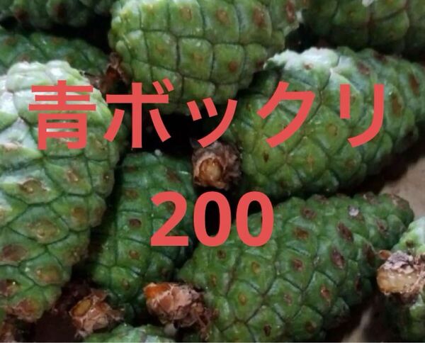 青松ぼっくり 赤松松の葉 青ぼっくり ミニボックリ 200グラム 10個くらい 無農薬