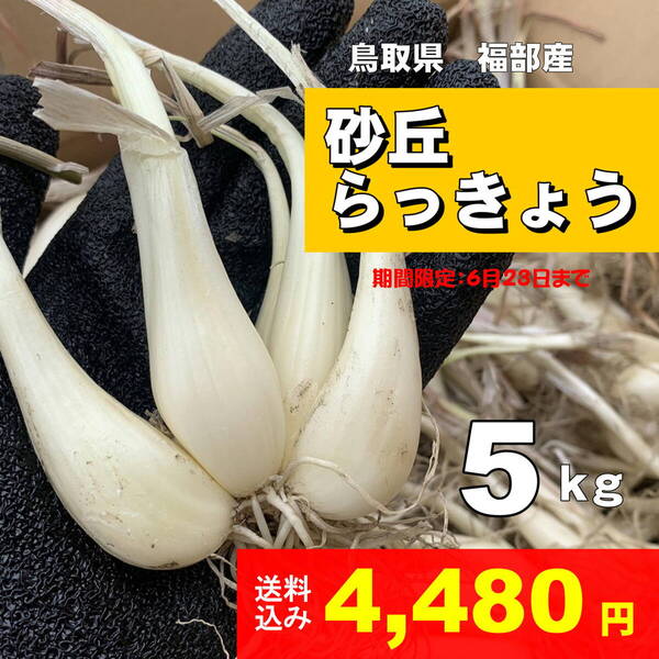 《鳥取県産》 らっきょう 5㎏ 砂丘 福部町 生 根付 ラッキョウ ②