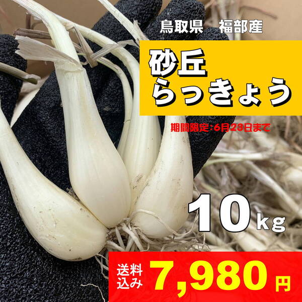 《鳥取県産》 らっきょう 10㎏ 砂丘 福部町 生 根付 ラッキョウ ⑧