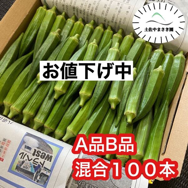 高知県産オクラ 新鮮おくら 即購入OK 産地直送 野菜100jag