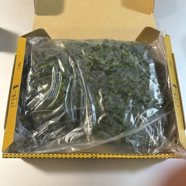 【宅急便コンパクト満杯】国産 無農薬アナカリス(オオカナダモ) 水草 産卵藻 金魚草 金魚藻 メダカ 稚魚飼育 餌用