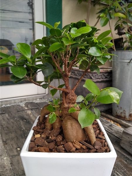 ★精霊の宿る木【ガジュマル*Ficus microcarpa*多幸の木*6号*】02★写真現品★