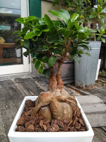 ★精霊の宿る木【ガジュマル*Ficus microcarpa*多幸の木*6号*】03★写真現品★