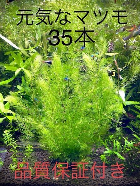 元気なマツモ 大量 すぐ発送 30本 今だけ増量+5本長さ15cm前後 無農薬 スネール、プラナリア無し、安心の品質保証付き