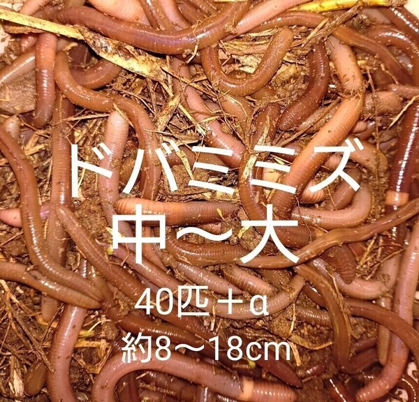 ドバミミズ 中〜大サイズ うなぎ釣り 生き餌40匹+α