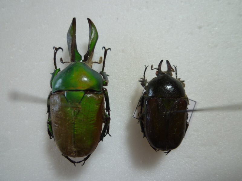 【外国産ハナムグリ標本】シリケブカハナムグリ/オーストラリア産/37mm 外国産ハナムグリ標本】シリケブカハナムグリ/オーストラリア産