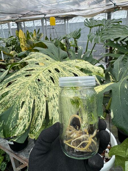 2 モンステラ デリシオーサ ミント 組織培養苗 順化前