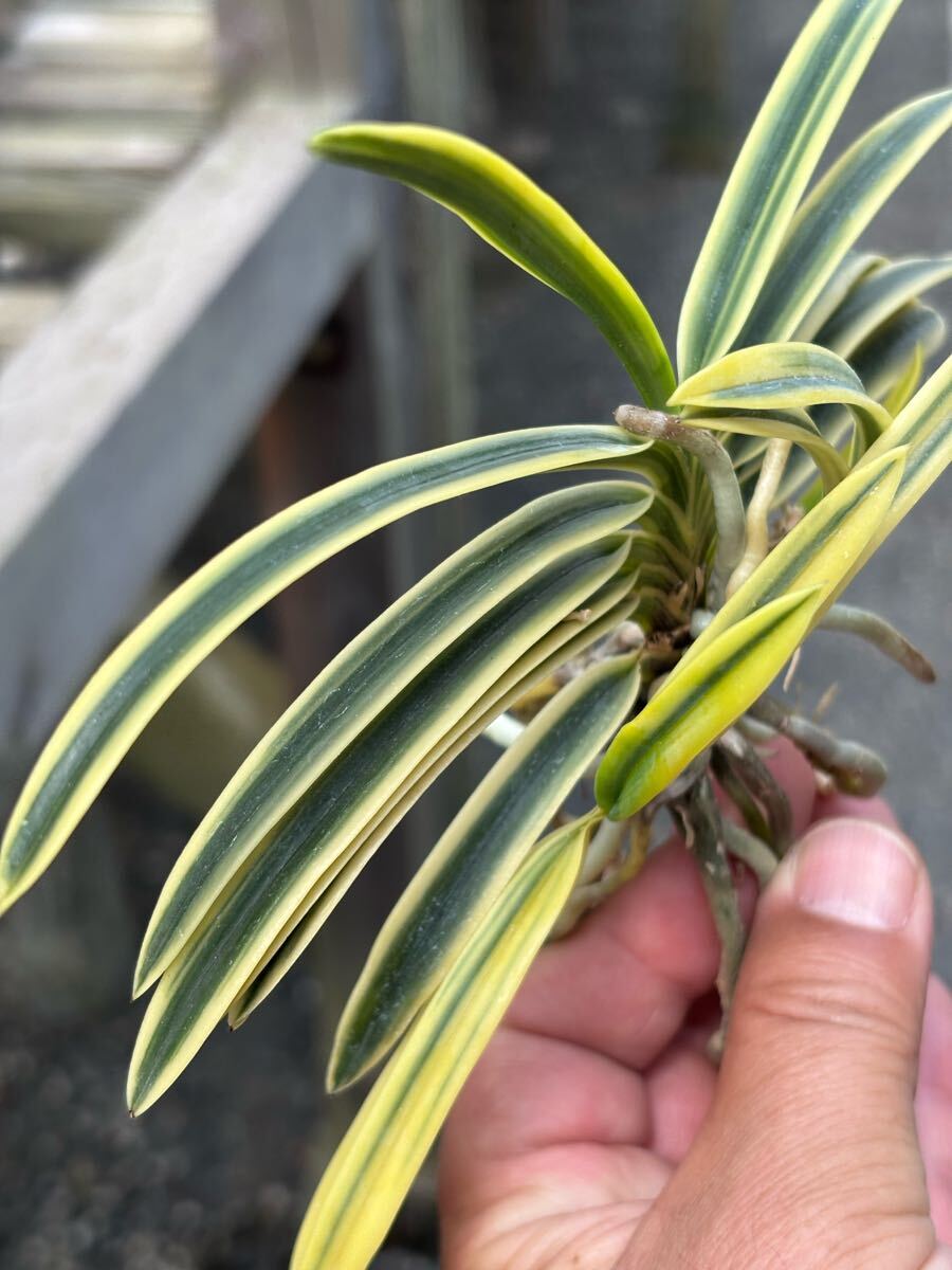 Yahoo!オークション -「富貴蘭 満月」の落札相場・落札価格