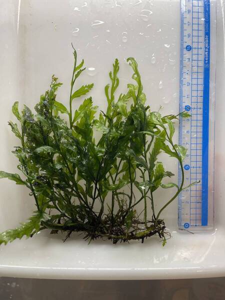 ボルビティス ヒュッデロッティ_F 小株 / 水中葉 / 無農薬 / 水草 / オールADAで育成