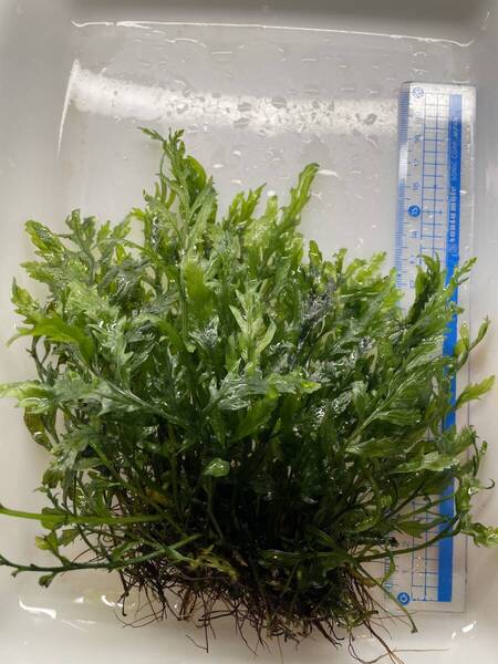 ボルビティス ヒュッデロッティ_G 中株 / 大量 / 水中葉 / 無農薬 / 水草 / オールADAで育成