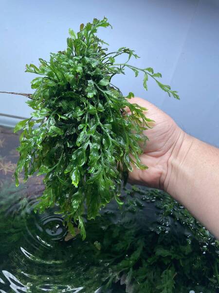 ボルビティス ヒュッデロッティ_H 中株 / 大量 / 水中葉 / 無農薬 / 水草 / オールADAで育成