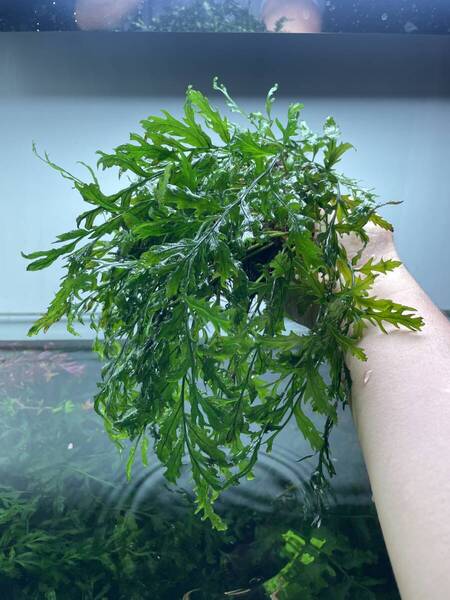 ボルビティス ヒュッデロッティ_J 大株 / 大量 / 水中葉 / 無農薬 / 水草 / オールADAで育成