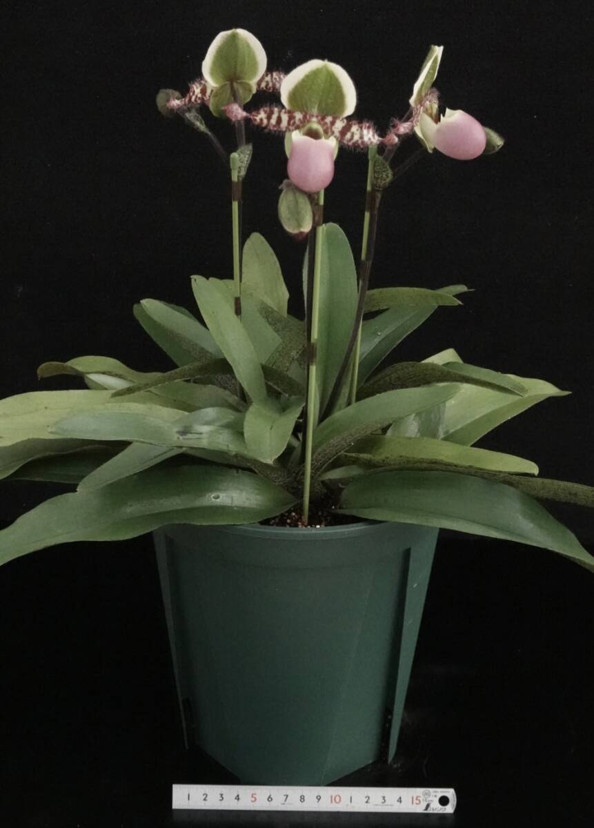 パフィオページ Yahoo!オークション -「paph パフィオ」(花) (鉢植え)の落札相場