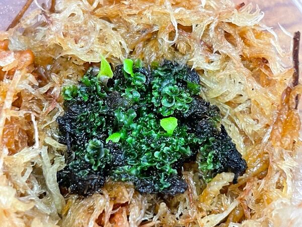 前葉体 ss foong エスエスフーン 胞子培養 ビカクシダ