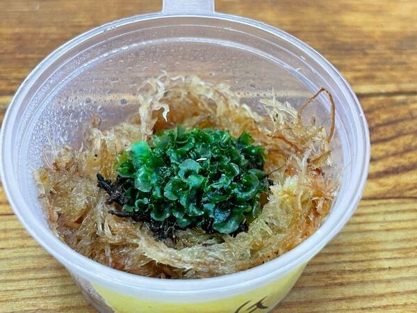 前葉体 willnckii OMG dwarf ドワーフ 胞子培養 spore ビカクシダ