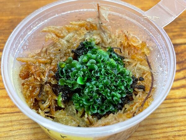 前葉体 willnckii OMG×nano ミックス spore ビカクシダ