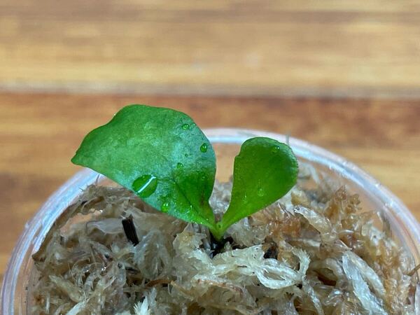 Madagascariense マダガスカリエンセ spore ビカクシダ