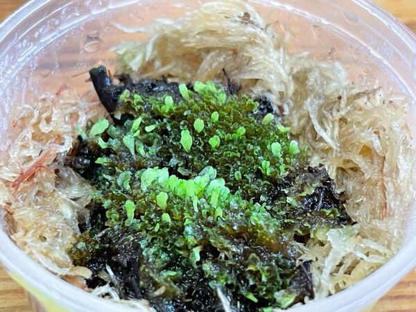 前葉体 Ridleyi thin frond 細葉 リドレイ 胞子培養 ビカクシダ