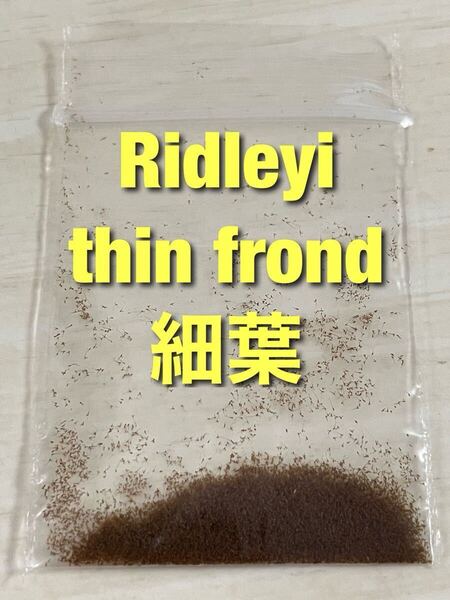 (送料無料)胞子 Ridleyi thin frond 細葉 リドレイ 胞子培養 ビカクシダ 1パック 【ジフィー2回分ほど】約0.1ml 入り