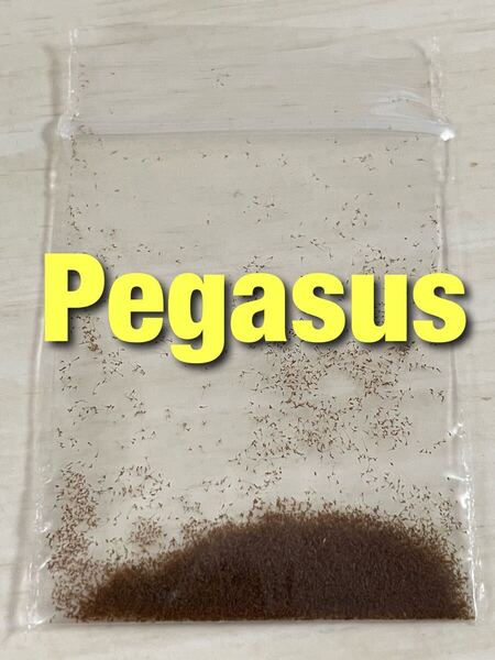 (送料無料)胞子 Pegasus ペガサス 胞子培養 ビカクシダ 1パック 【ジフィー2回分ほど】約0.1ml 入り