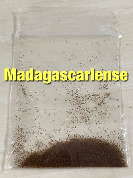 胞子 Madagascariense マダガスカリエンセ 胞子培養 ビカクシダ 1パック 【ジフィー約2回分】約0.1ml 入り