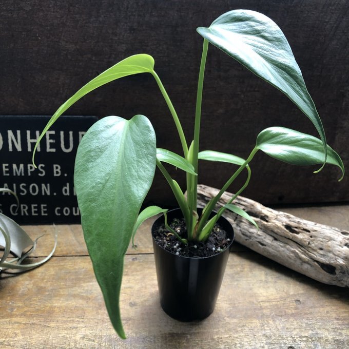 バールマルクスフレーム【2】 モンステラ・ディラセラータ 'バールマルクスフレーム