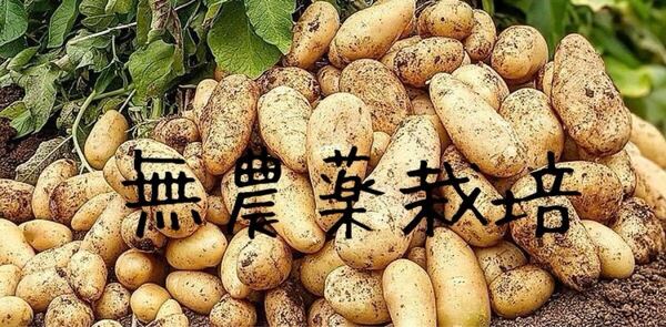 無農薬栽培 新ジャガイモ メークイン Sサイズ 10㎏