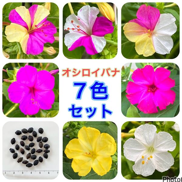 オシロイバナの種(7色セット) 35粒 花の種 カラフル かわいい カワイイ