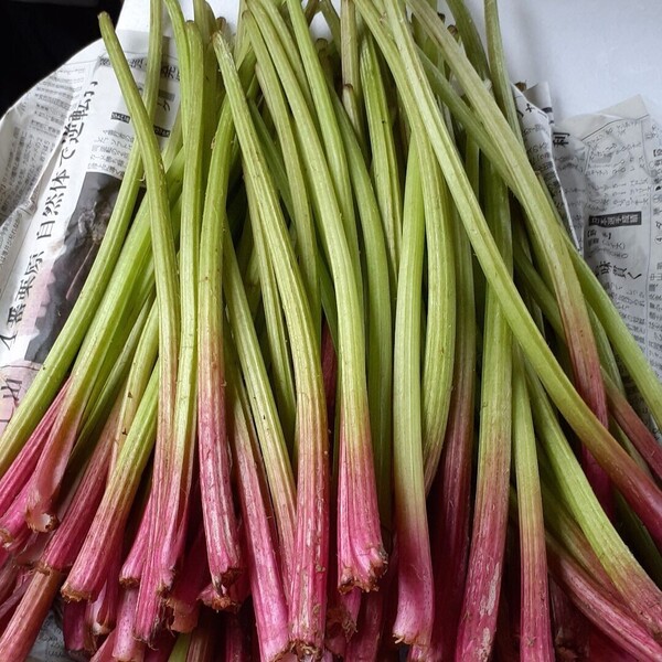 天然 山フキ 800g 信州産 ふき フキ 山菜