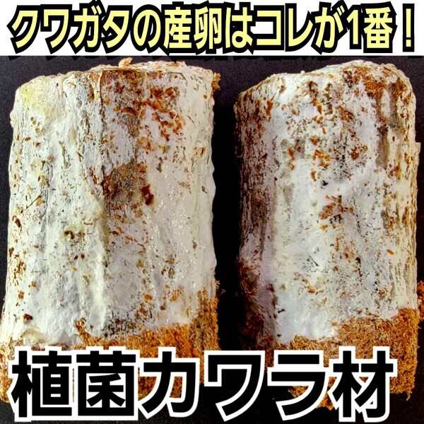 植菌カワラ材【2本】クワガタを産卵させるならコレ!タランドゥス・オウゴンオニクワガタ・レギウスにも抜群!カビない!加水不用!産卵木