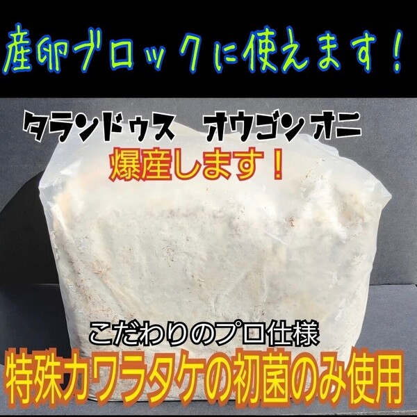 極上!カワラ菌糸ブロック【3個】栄養添加剤・バクテリア強化配合で幼虫がビッグサイズに!クワガタ全般に使えます! 産卵床にも使える!
