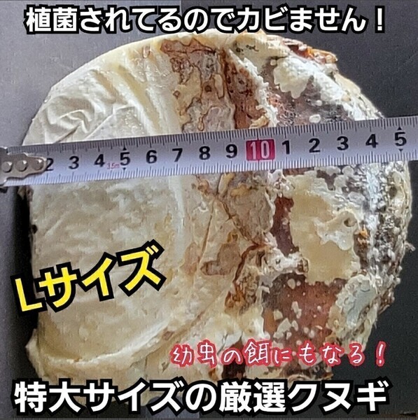 クワガタはコレが1番よく産みます! 特大サイズ! 植菌カワラ材 カビない! 加水不用ですぐに使える! マットに埋めるだけ!産卵木