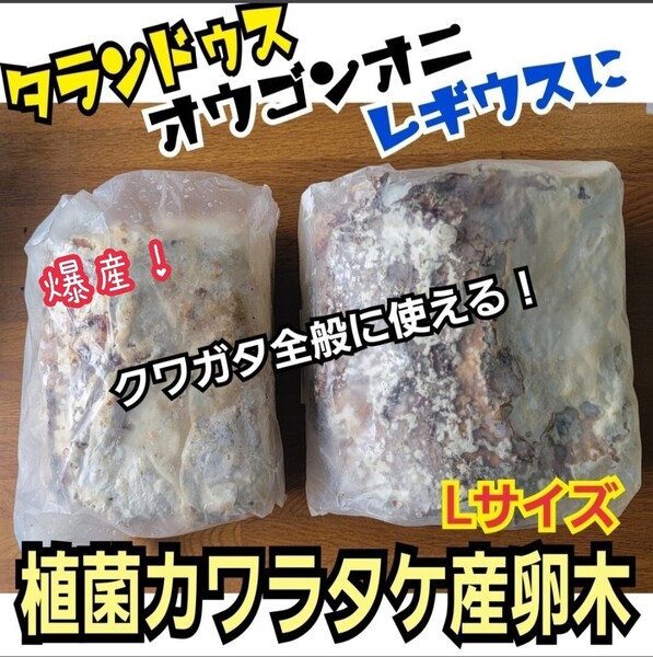クワガタはコレが1番よく産みます! 特大サイズ! 植菌カワラ材【2本】カビない! 加水不用ですぐに使える マットに埋めるだけ!産卵木