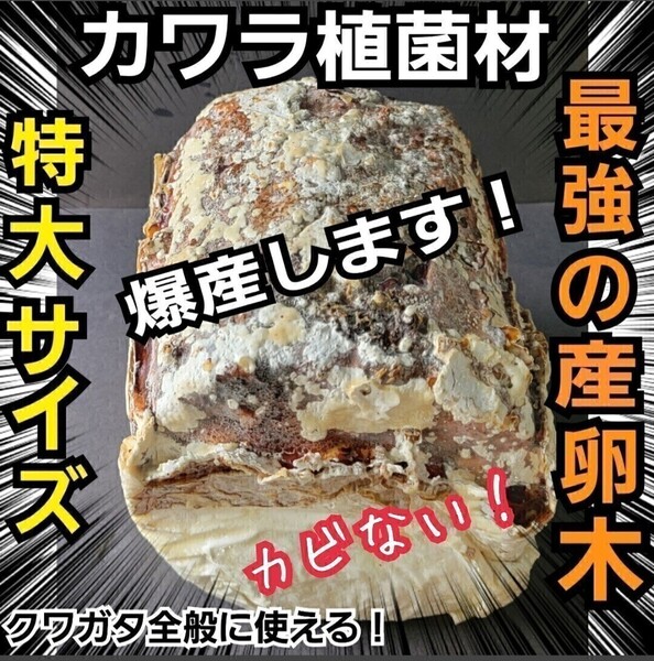 クワガタはコレが1番よく産む! 特大サイズ! 植菌カワラ材 カビない! 加水不用ですぐに使える! マットに埋めるだけ! 産卵木