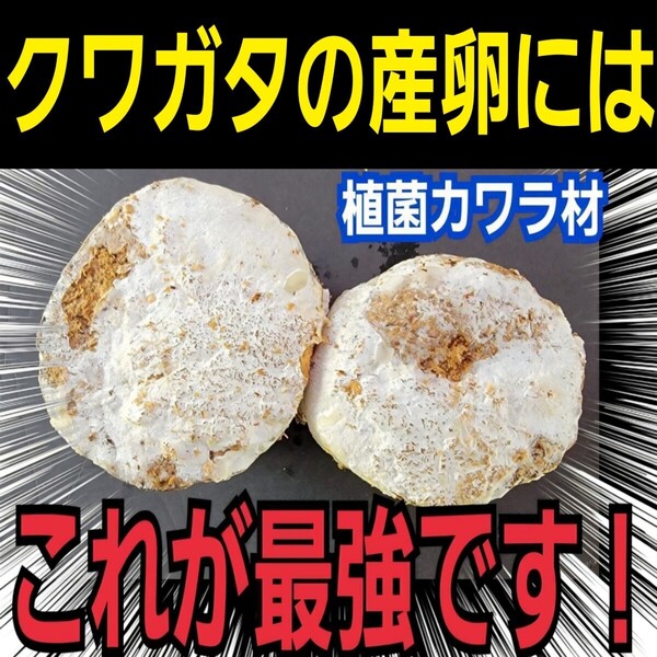 カワラ材【2本】クワガタを産卵させるならコレです!タランドゥス・オウゴンオニクワガタ・レギウスにも抜群!カビない!加水不用!産卵木