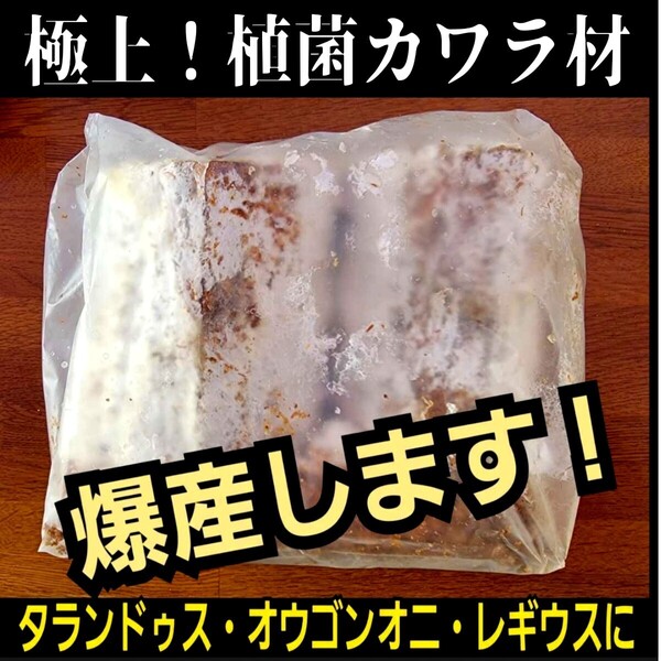 カワラ植菌材【2本】クワガタを産卵させるならコレ!タランドゥス・オウゴンオニクワガタ・レギウスにも抜群!カビない!加水不用!産卵木