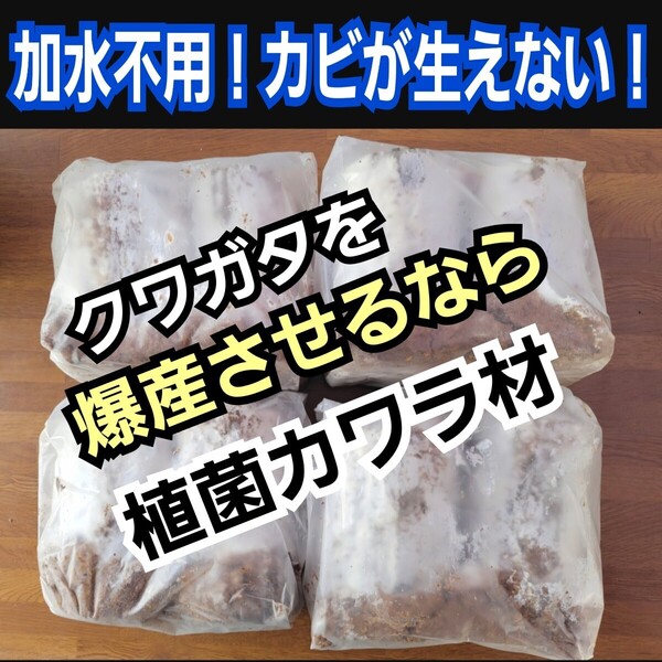 クワガタ産卵専用 植菌カワラ材【4本】タランドゥス・オウゴンオニクワガタ・レギウスにも抜群!カビない!加水不用!爆産します!産卵木