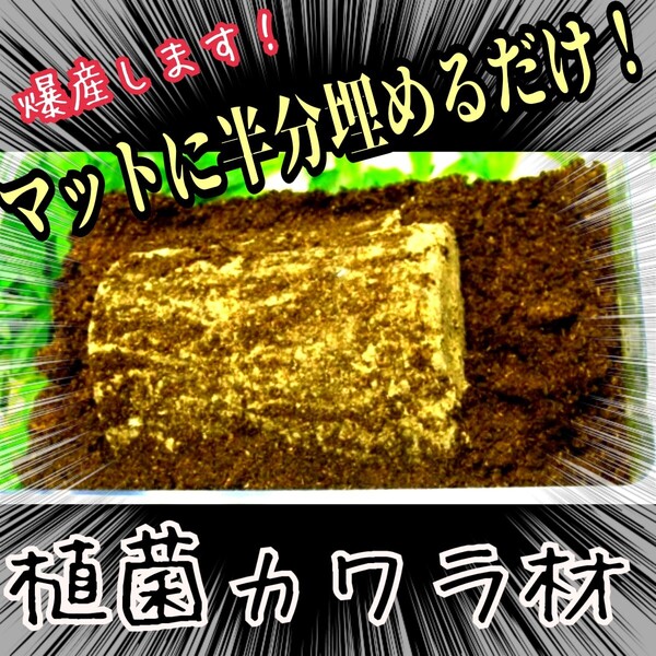 植菌カワラ材【2本】クワガタを産卵させるならコレ!タランドゥス・オウゴンオニクワガタ・レギウスにも抜群!カビない!加水不用!産卵木