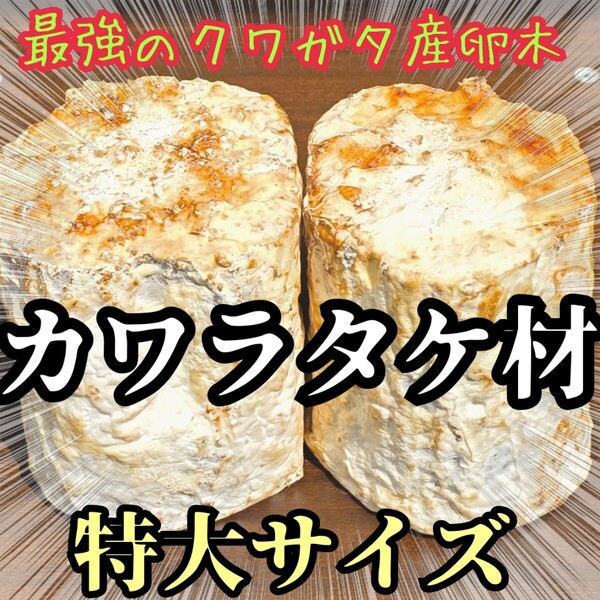クワガタはコレが1番よく産む! 特大サイズ! 植菌カワラ材【2本】カビない! 加水不用ですぐに使える! マットに埋めるだけ!産卵木