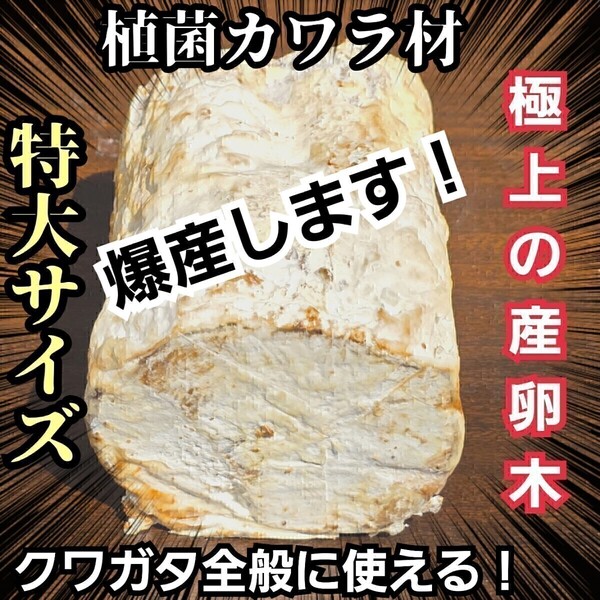 クワガタはコレが1番よく産む! 特大サイズ! 植菌カワラ材【4本】カビない! 加水不用ですぐに使える! マットに埋めるだけ!産卵木