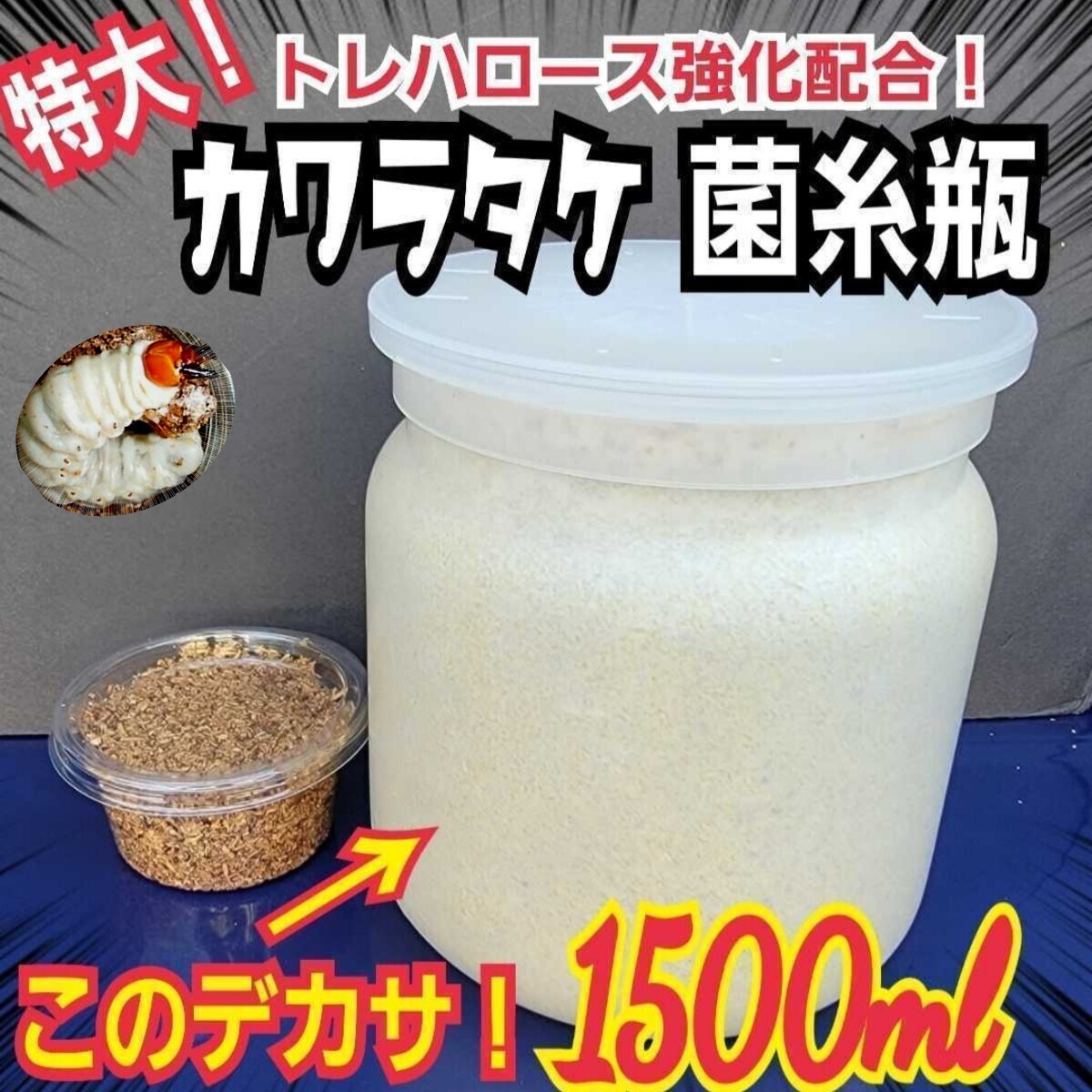 極上！カワラ菌糸瓶【6本】トレハロース、キトサン強化　タランドゥス　オウゴンオニ 2025年最新】タランドゥス幼虫の購入・出品情報を探す - Yahoo