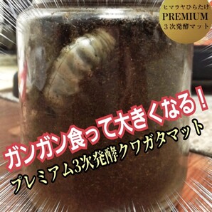 クワガタの幼虫が大きくなる!便利です!1000ml クリアボトル入りプレミアム3次発酵マット 初令からOK!栄養添加剤・バクテリア強化配合!