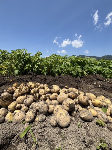 広島県産 きたあかり 5キロ Sサイズ 新じゃが 送料込み 農家直送