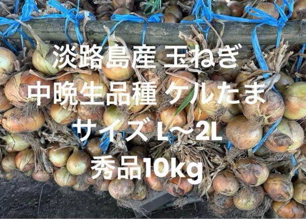淡路島産 玉ねぎ 中晩生 品種 ケルたま 秀品 10kg サイズL~2L 無選別 淡路 淡路島 南あわじ市