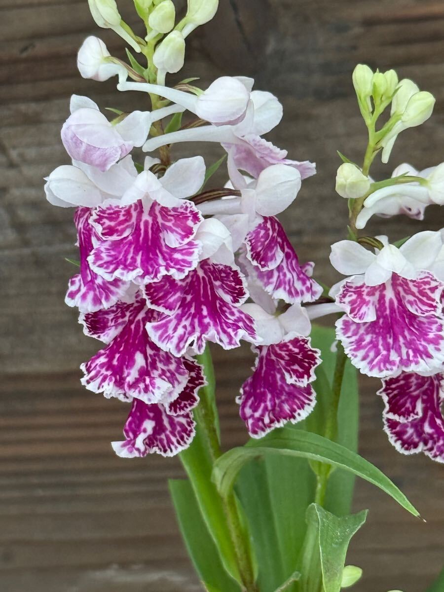 【中古】 ウチョウラン12カ月 中古】 ウチョウラン12カ月