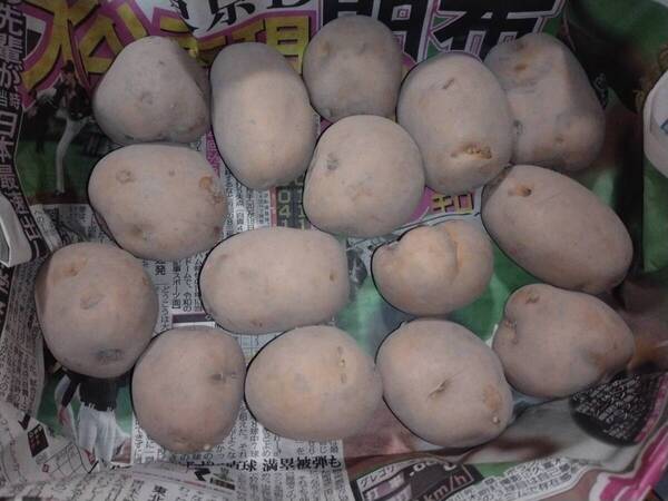 じゃがいも 5月収穫 インカのめざめ 1.1~1.2kg入り【土付き】25-05-08Y