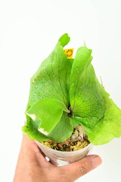 P.quadridichotomum TC @bikamori.com 送料無料(出品者負担) クアドリディコトマム ビカクシダ